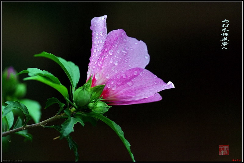 雨后木槿 摄影 绿化千里