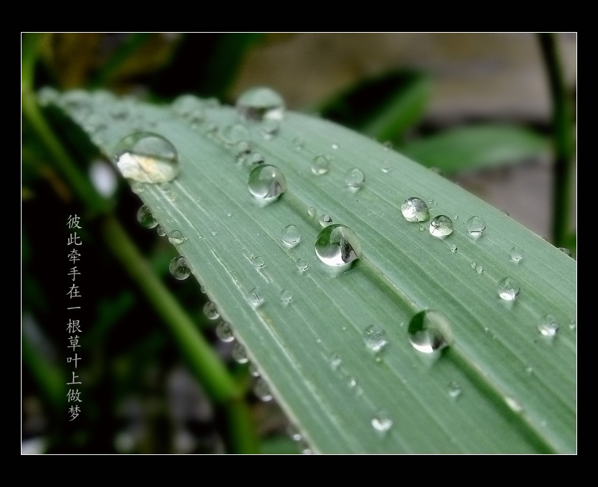 彼此牵手在一根草叶上做梦 摄影 moonjj