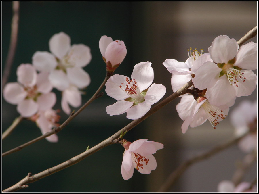 桃花依旧笑春风 摄影 xj一指禅