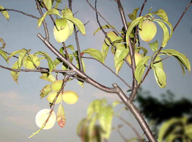 公园里的桃 摄影 野草闲花