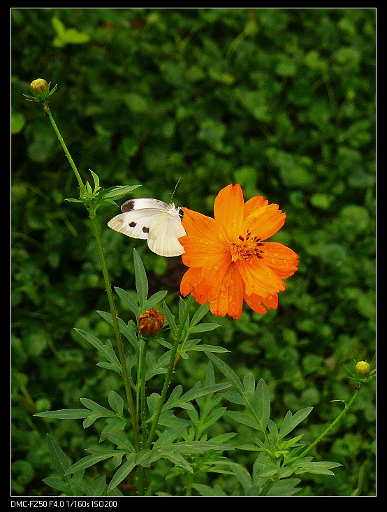 蝶恋花 摄影 花语亦然