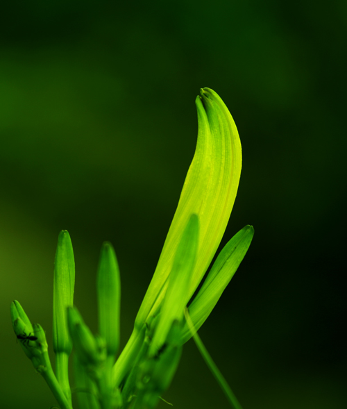 菜花才露尖尖角 摄影 -小狼-