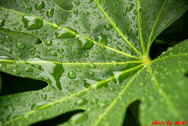 雨 摄影 毛驴