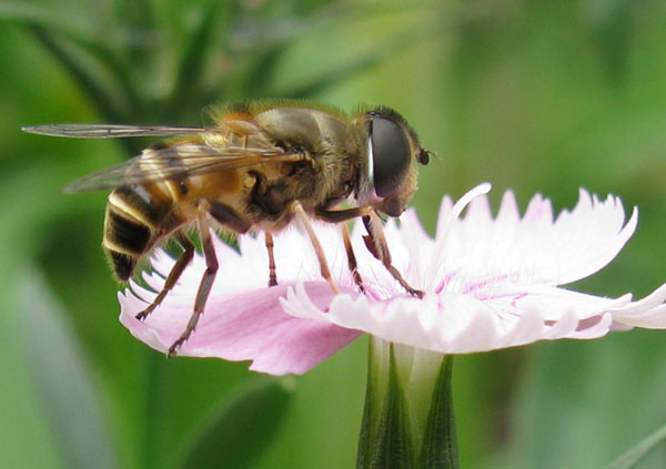 蜜蜂 摄影 成功2008