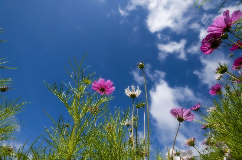 flowers and sky 摄影 boxer