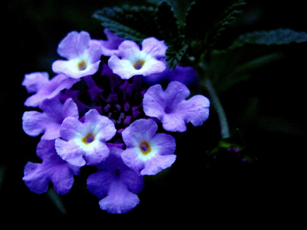 夏花 摄影 百花仙子