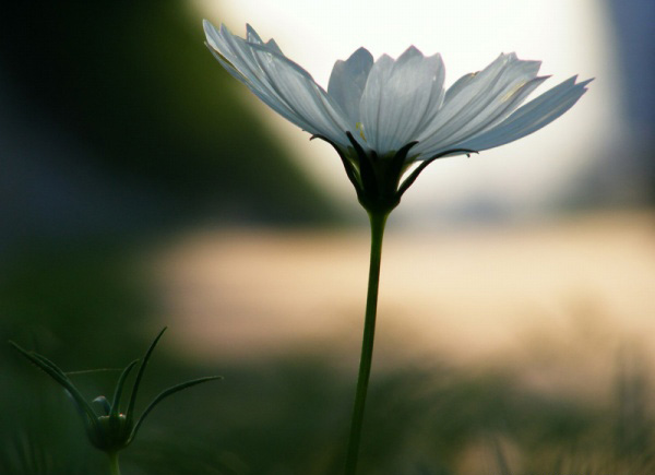 恋恋夏日 摄影 玲珑舞非