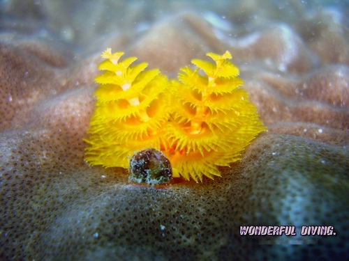 太平洋海底生物 摄影 天山游侠1