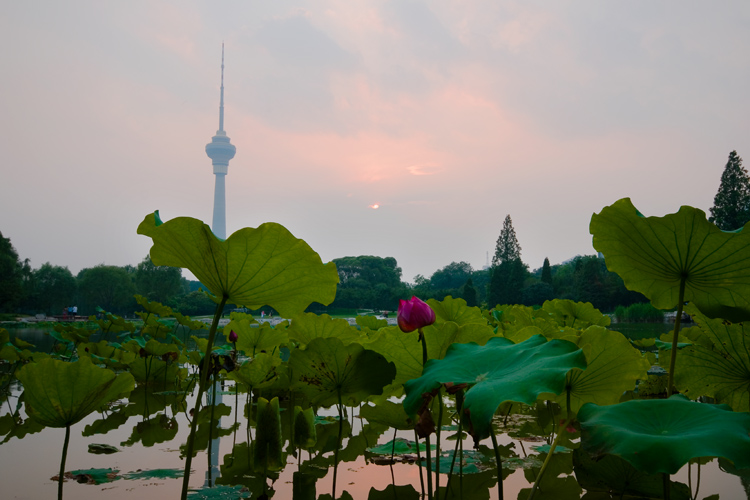 荷塘夕照 摄影 辐射