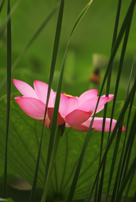 守望家园 摄影 花影如梦