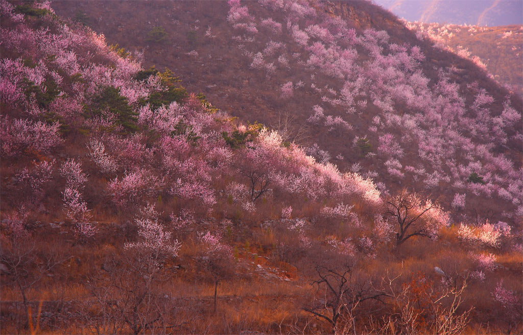 桃花园 摄影 天门山隐士