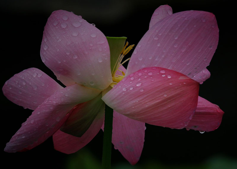 雨中荷色 摄影 徐州晓林