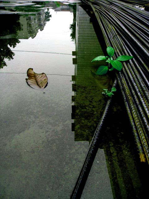 《雨后》 摄影 调色版