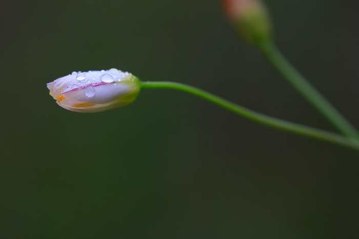 雨后花更艳-2, 小家碧玉 摄影 ysman