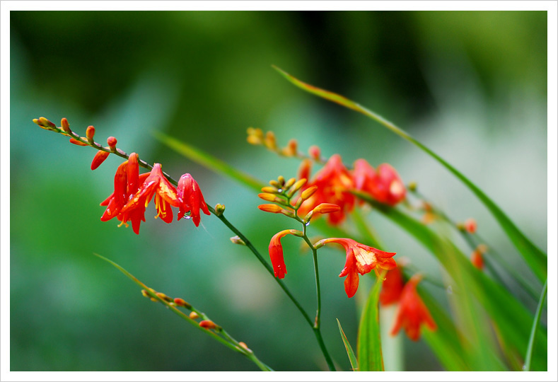 雨后小花 摄影 青鸟