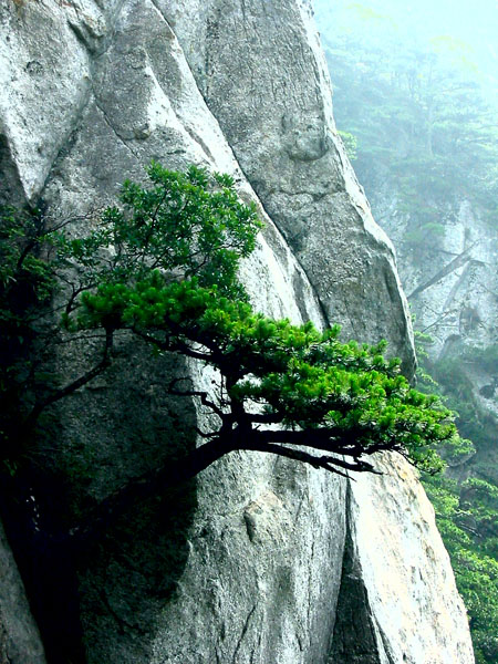 天堂松 摄影 紫冀