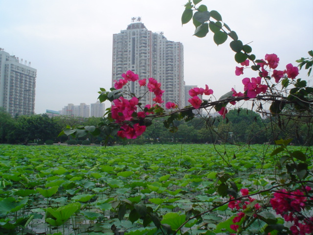 深圳洪湖公园 摄影 蓝玥