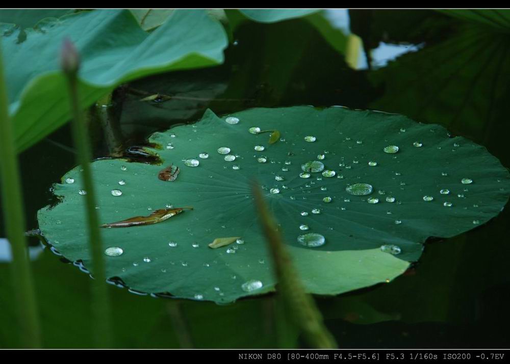 雨后 摄影 猎鹰-60