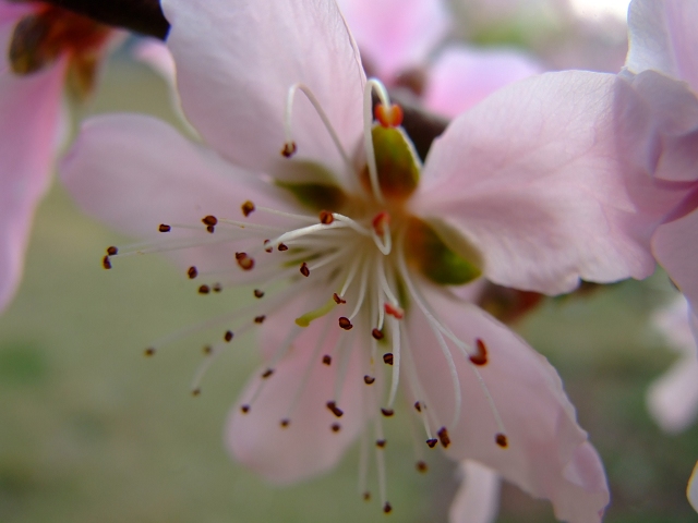 几月的桃花 摄影 九曲清流溪