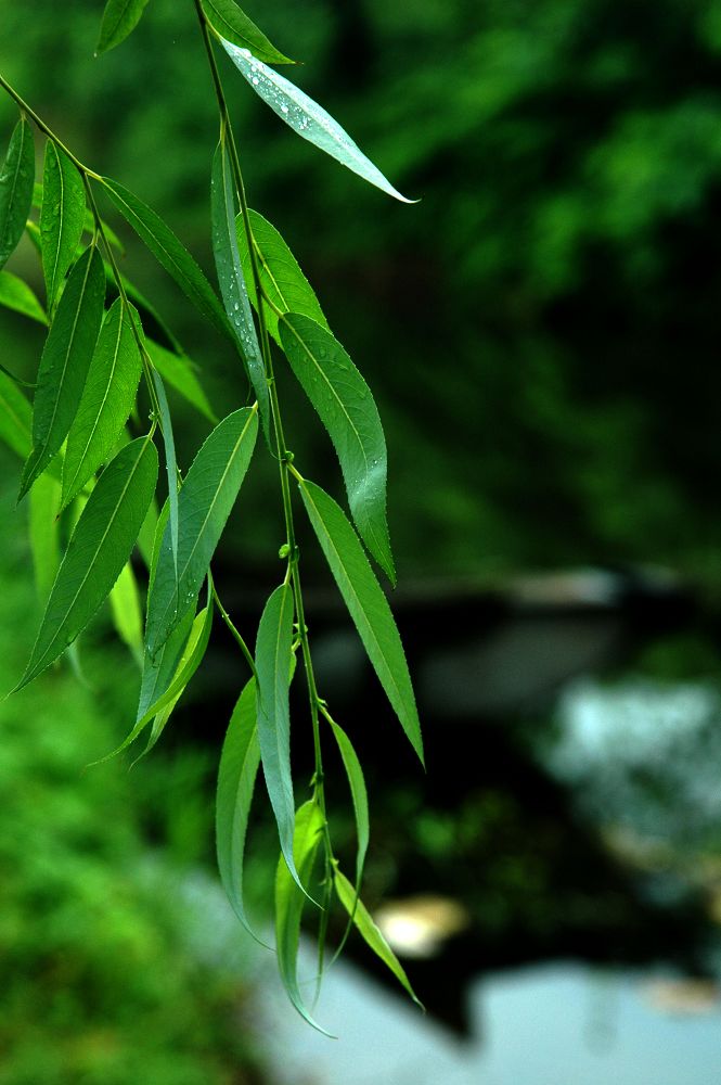 梦里水乡 摄影 银柳