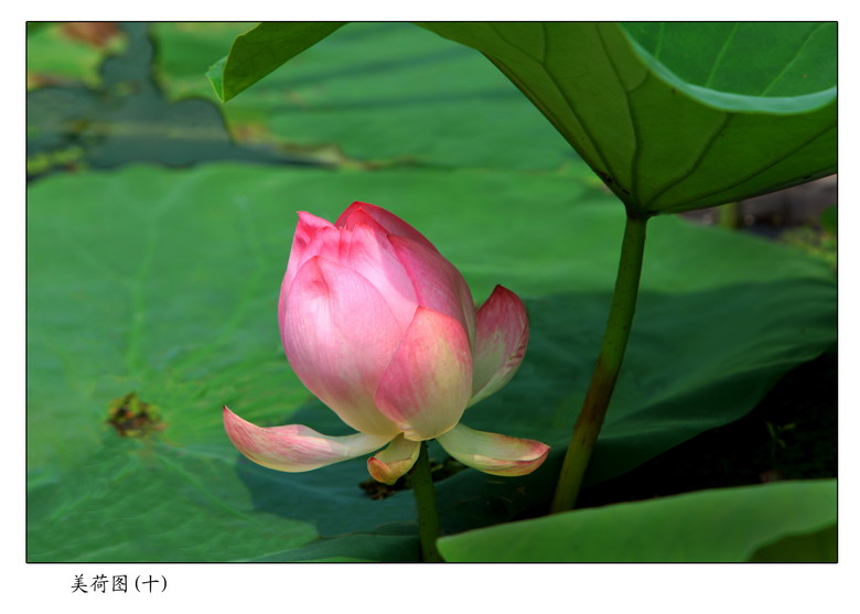 羞涩 摄影 雾里看花