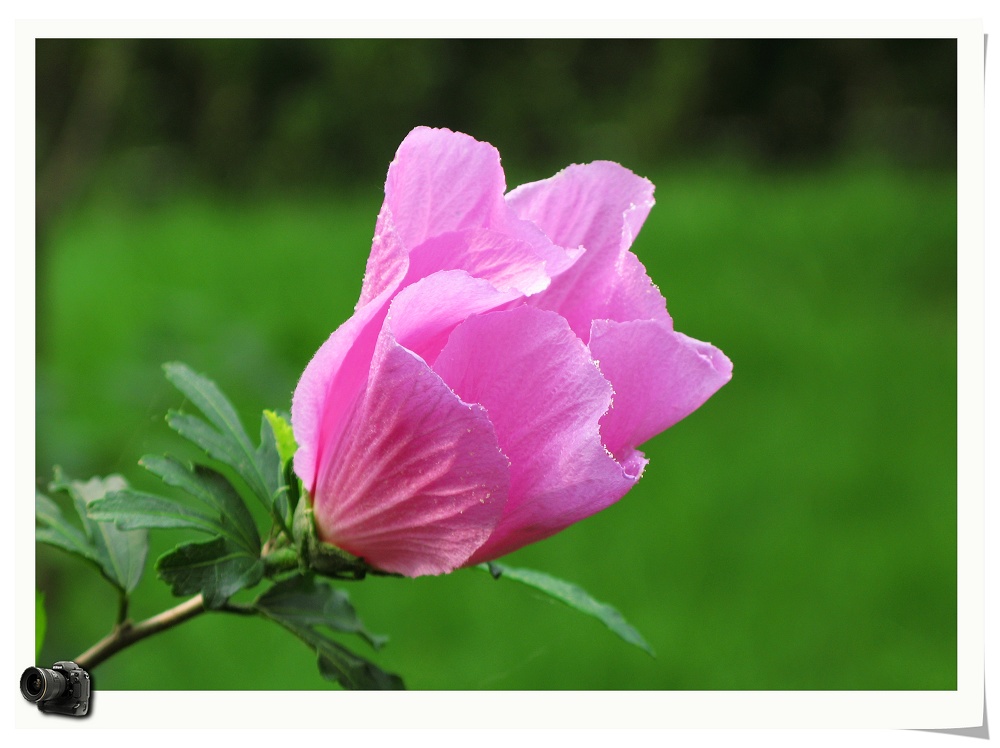 花样年华 摄影 雨后彩虹1127