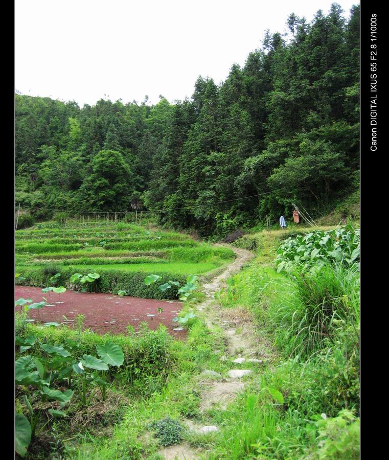 田间 摄影 田园笛声