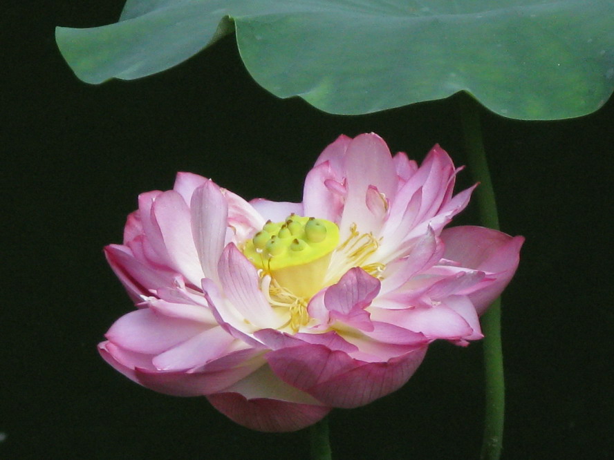 粉红复瓣莲花 摄影 夜雨花仙