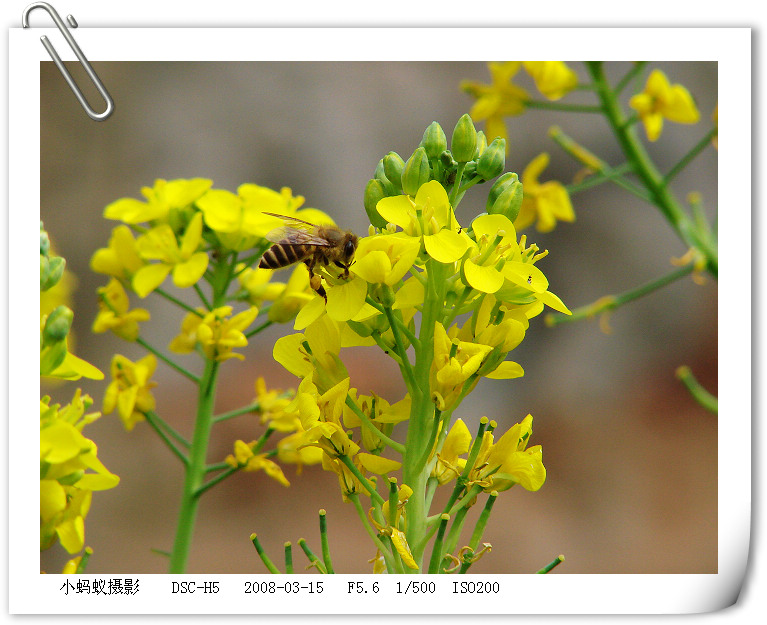 花12 摄影 聪明的小蚂蚁