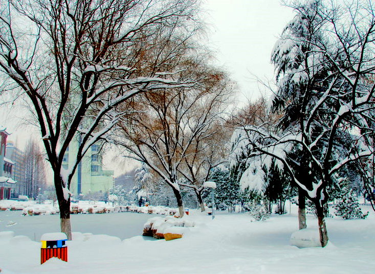 2008   雪 摄影 dyy80