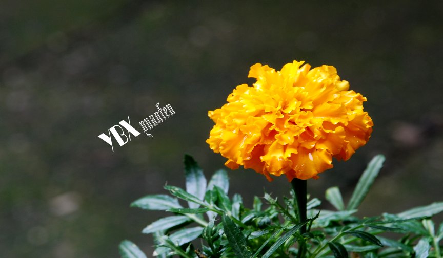 金钱菊 摄影 YBXyuanfen