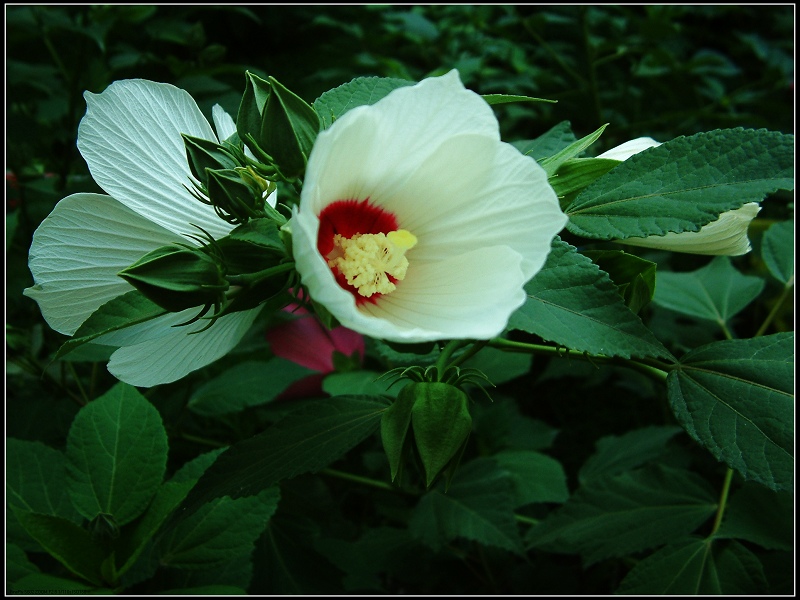 绚丽一季 摄影 沙枣花香