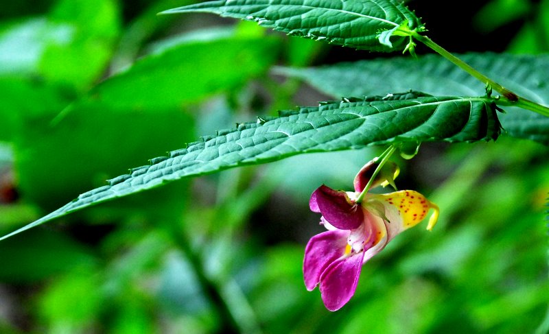 嵩山的小花花 摄影 嵩风