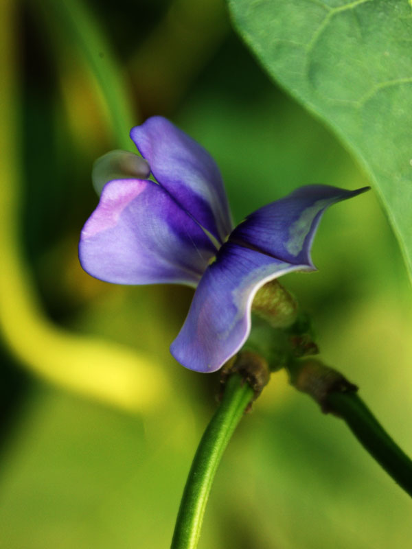 豆角花００１ 摄影 一无也