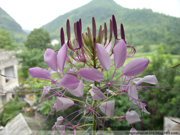 含苞待放 摄影 芳草地