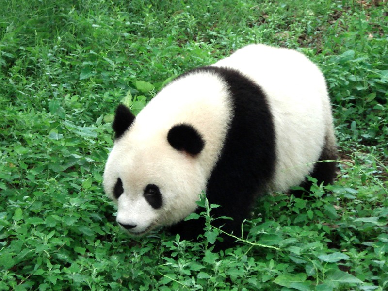 可爱的熊猫 摄影 冷香茶