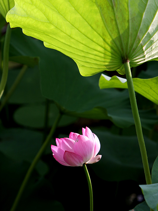 瑶池仙伞 摄影 占平