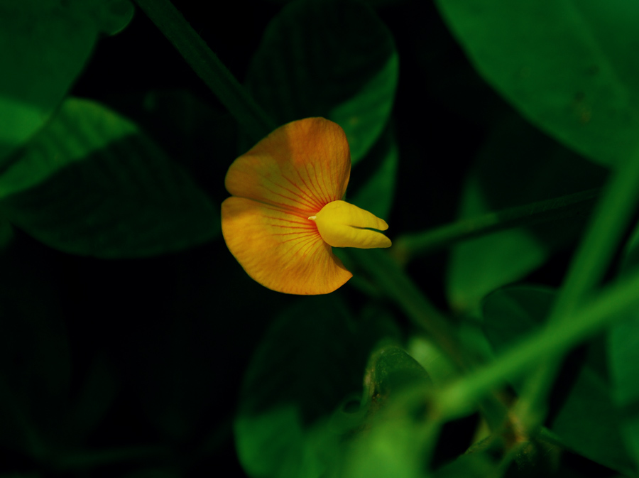 花生花 摄影 超梦