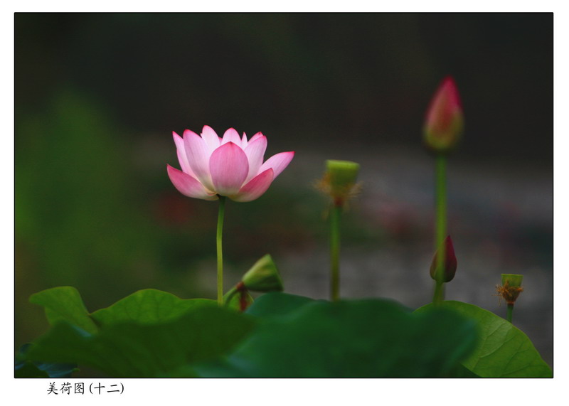 全家福 摄影 雾里看花