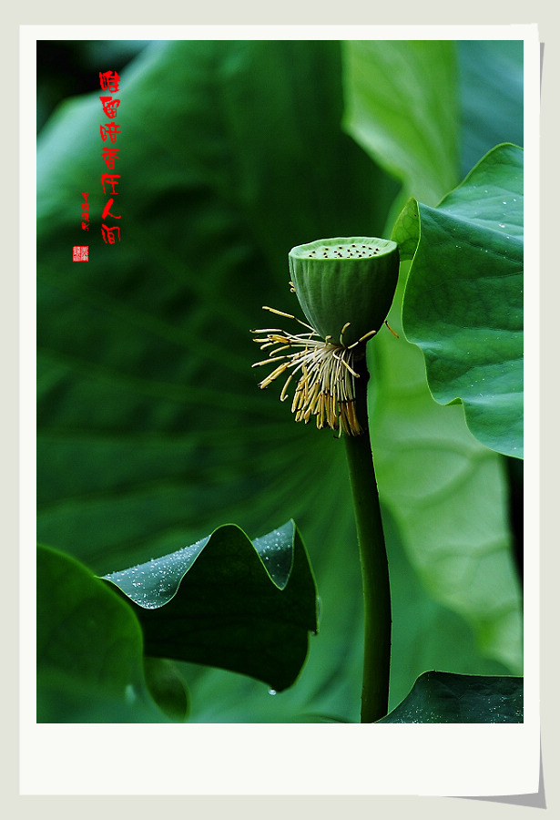 唯留暗香在人间 摄影 风停雨霁月润