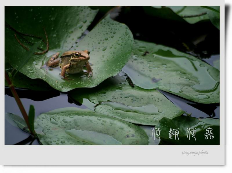 荷 趣 荷 虫《7》 摄影 xiayang