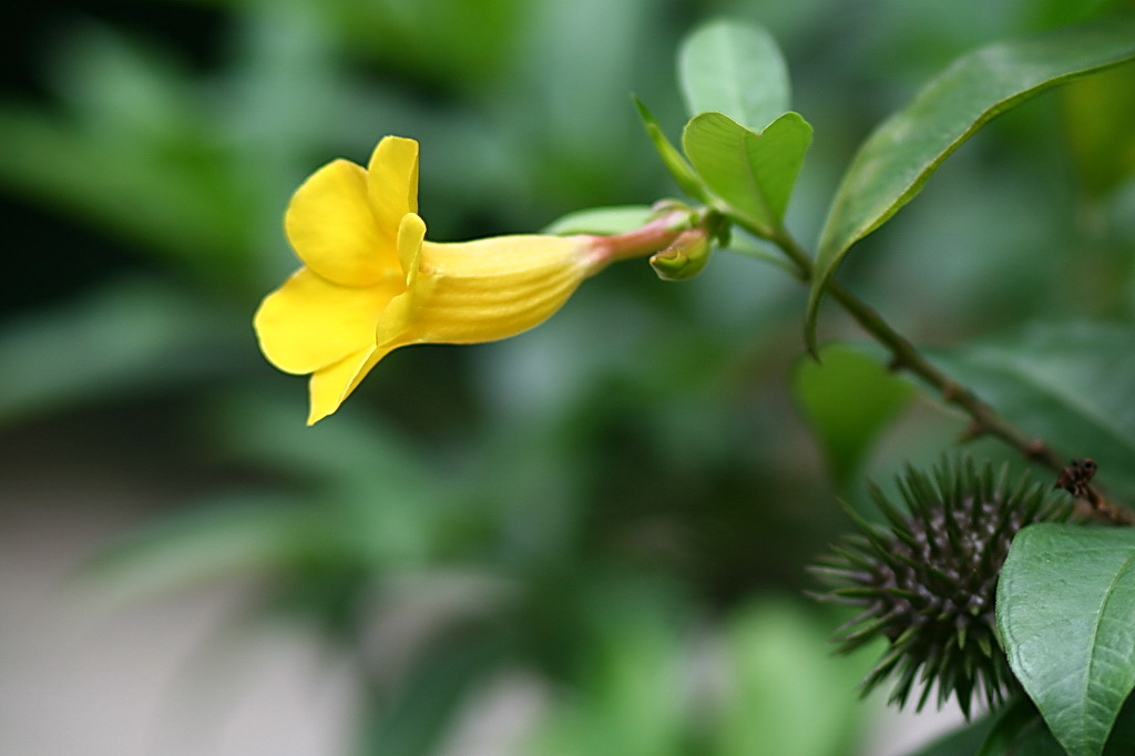 花与果 摄影 黄大为