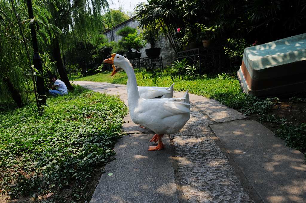 避暑 摄影 爱琴海岸