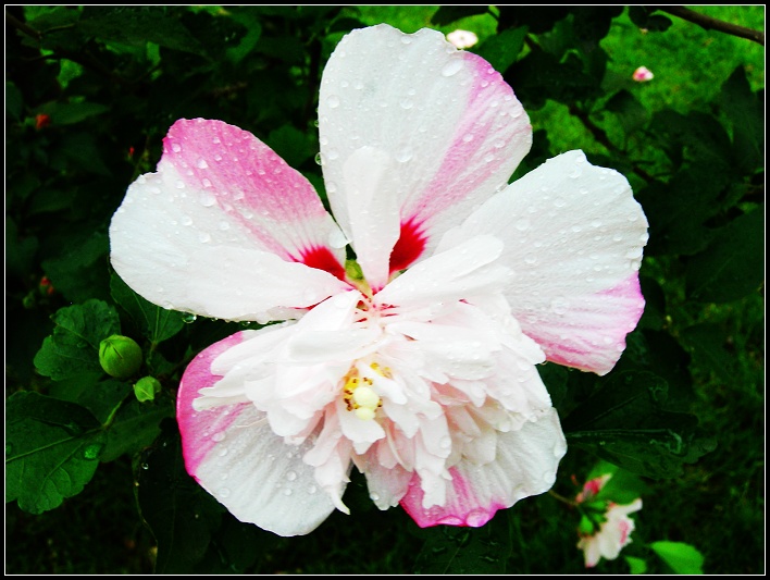 雨中的木槿花 摄影 龙凤呈祥