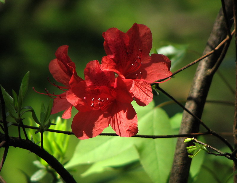 红杜鹃花 摄影 月溪幽兰