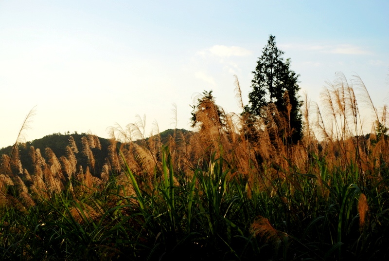 芦花夕照 摄影 叶韵