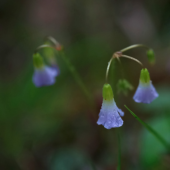 雨后花更艳-5， 雨朦胧，花朦胧 摄影 ysman