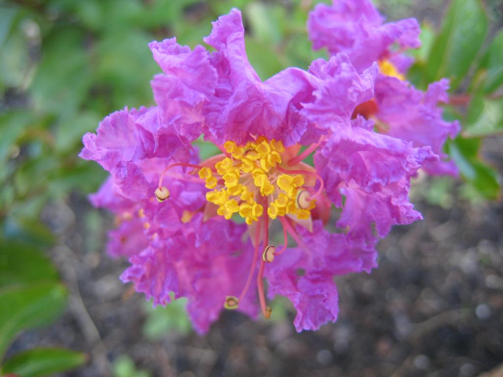 crape myrtle 摄影 weiming