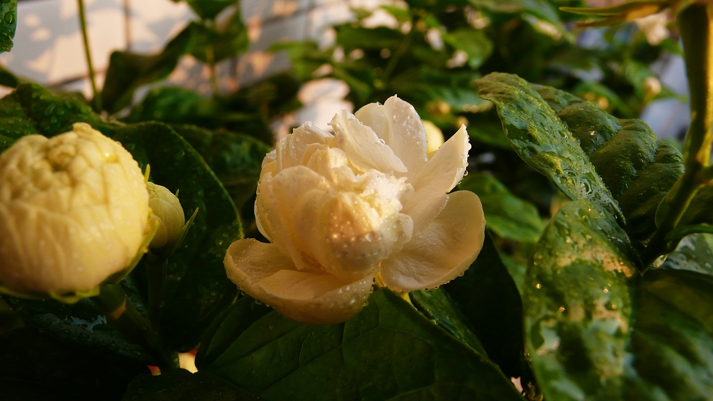 茉莉花开 摄影 山猪