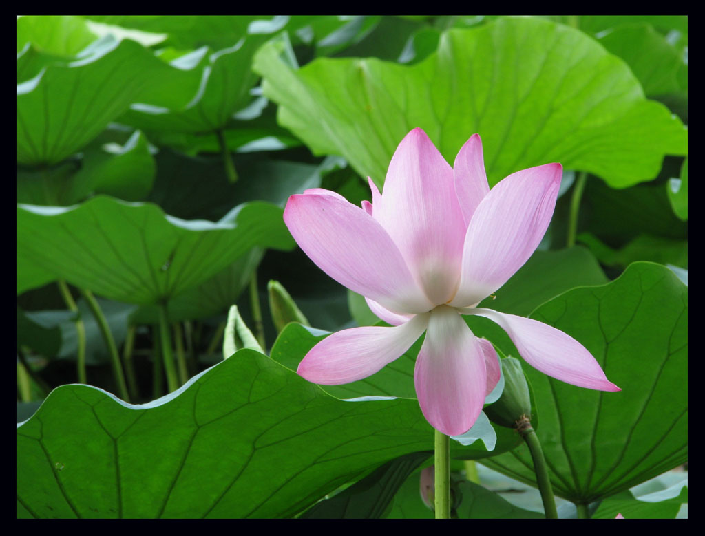 荷花 摄影 chaoyue